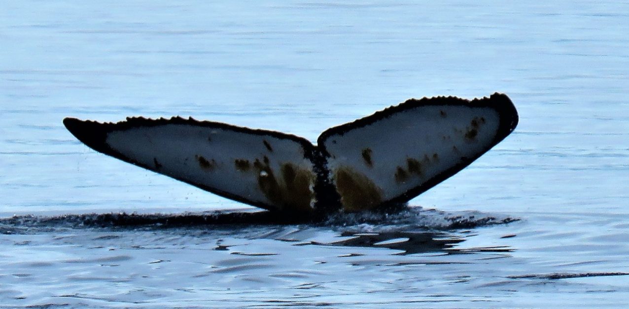 cropped-whales-tail.jpg