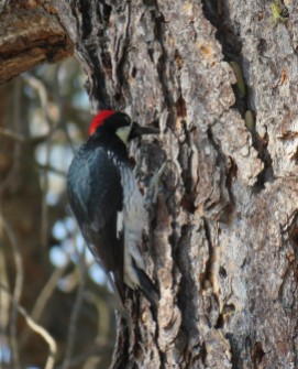 woodpecker3