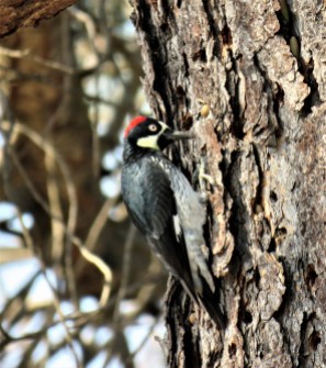 woodpecker4